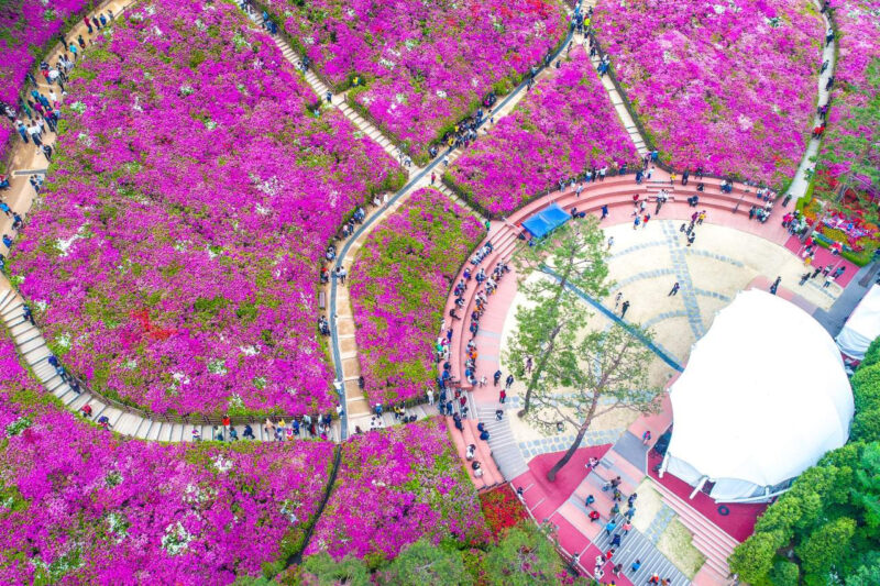 都心に6000坪の紫の絶景!15万本のツツジが咲き誇る散策路が話題