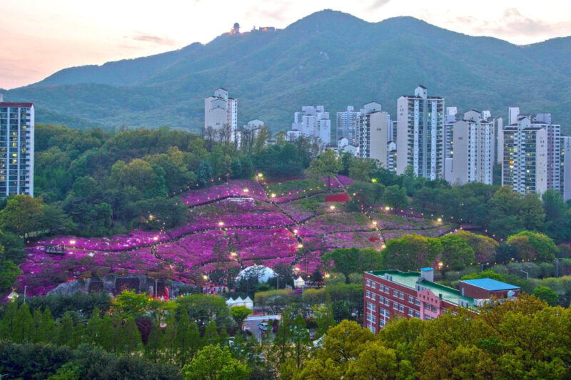 都心に6000坪の紫の絶景!15万本のツツジが咲き誇る散策路が話題