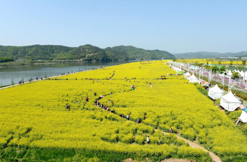 サッカー場150面分を埋め尽くした「黄色い海」の正体とは?