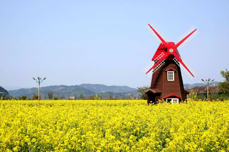 サッカー場150面分を埋め尽くした「黄色い海」の正体とは?