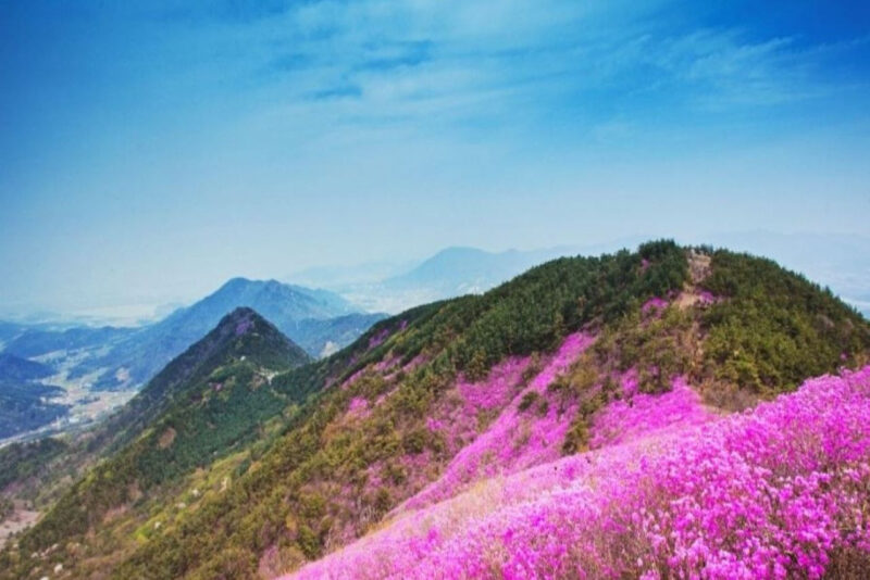 標高638mの絶景！昌原・天柱山の山肌を染める10万坪のツツジが圧巻