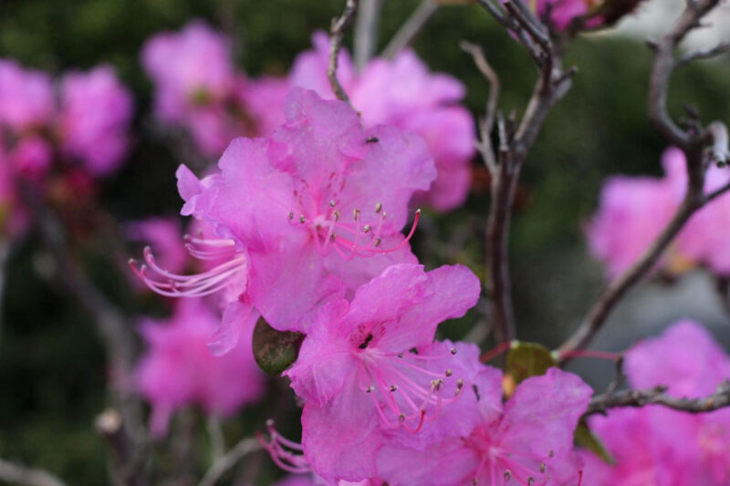 標高638mの絶景!昌原・天柱山の山肌を染める10万坪のツツジが圧巻