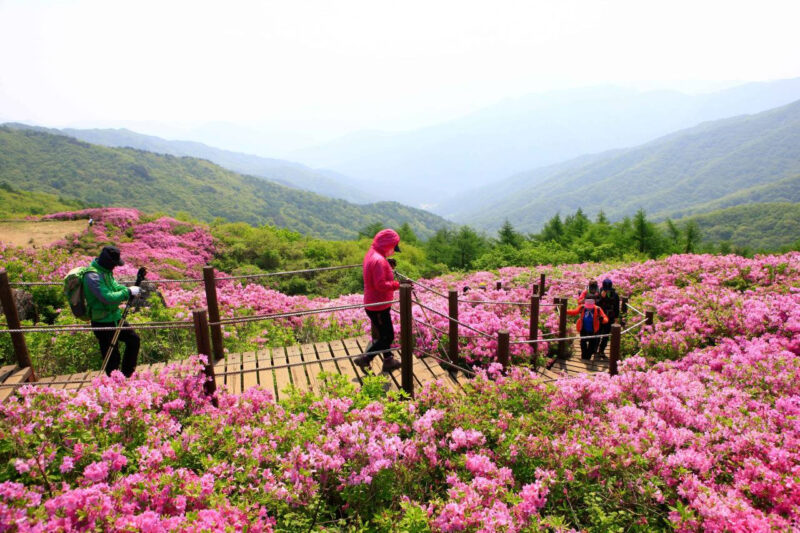 「5月を過ぎると暑くて無理」今行くべき！4月のおすすめトレッキングコース