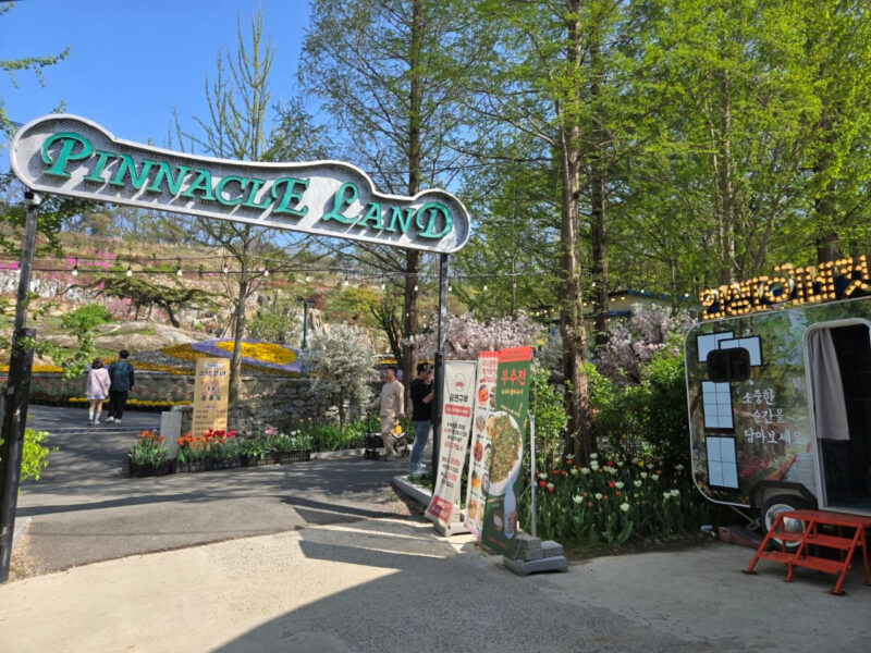 「泰安まで行かなくていい」百万本の水仙とチューリップが咲き誇る絶景散歩道