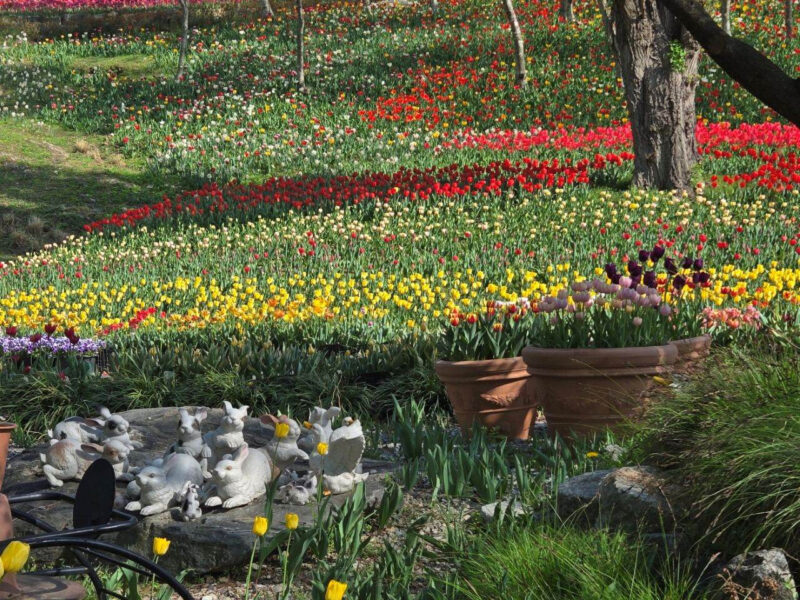 「泰安まで行かなくていい」百万本の水仙とチューリップが咲き誇る絶景散歩道