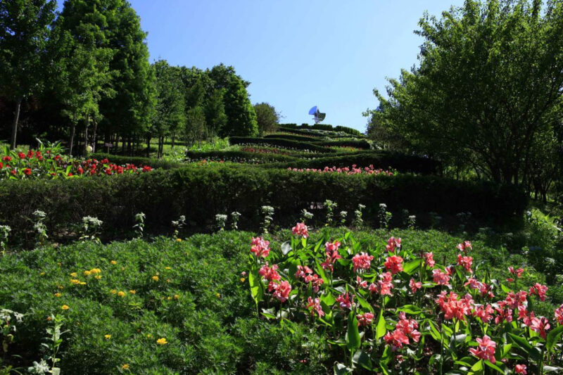 「泰安まで行かなくていい」百万本の水仙とチューリップが咲き誇る絶景散歩道