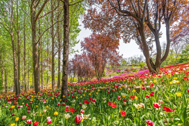 「泰安まで行かなくていい」百万本の水仙とチューリップが咲き誇る絶景散歩道