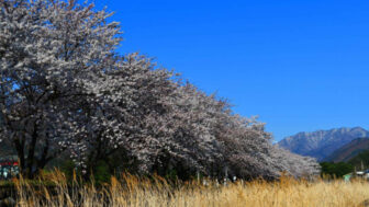 桜のトンネル＆450mの足湯も！今すぐ行きたい「ラストお花見」スポット