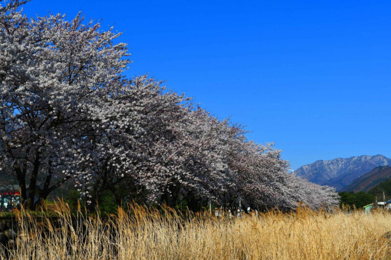 桜のトンネル&450mの足湯も!今すぐ行きたい「ラストお花見」スポット
