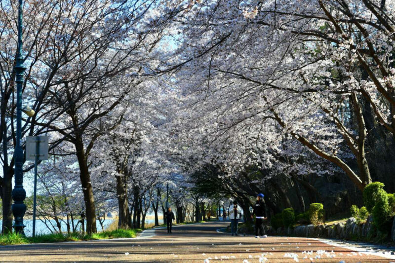 桜のトンネル&450mの足湯も!今すぐ行きたい「ラストお花見」スポット