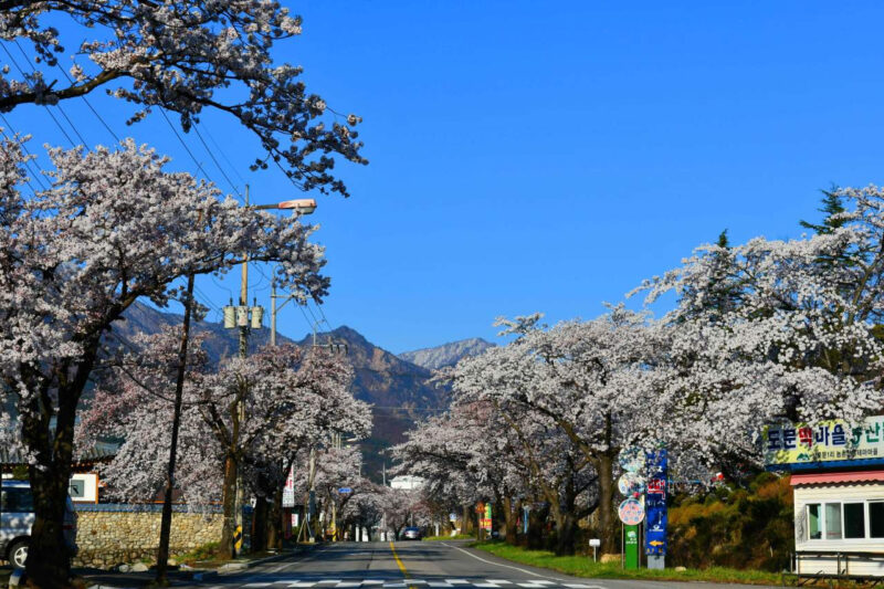 桜のトンネル&450mの足湯も!今すぐ行きたい「ラストお花見」スポット