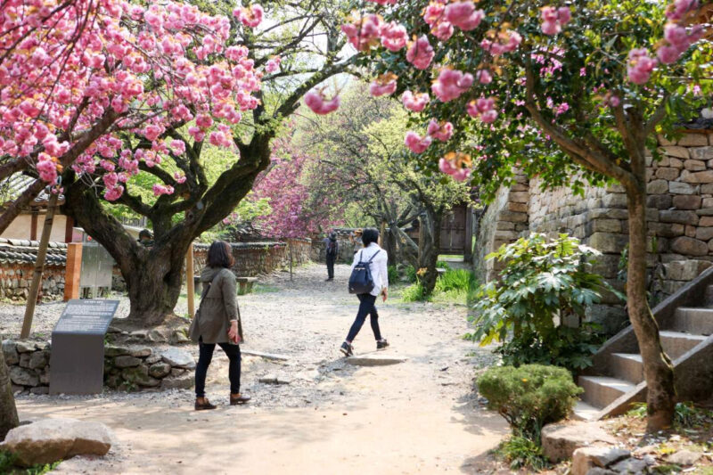 「桜が終わってがっかり…」そんな人に朗報！今が見頃の「八重桜」無料絶景スポットが話題