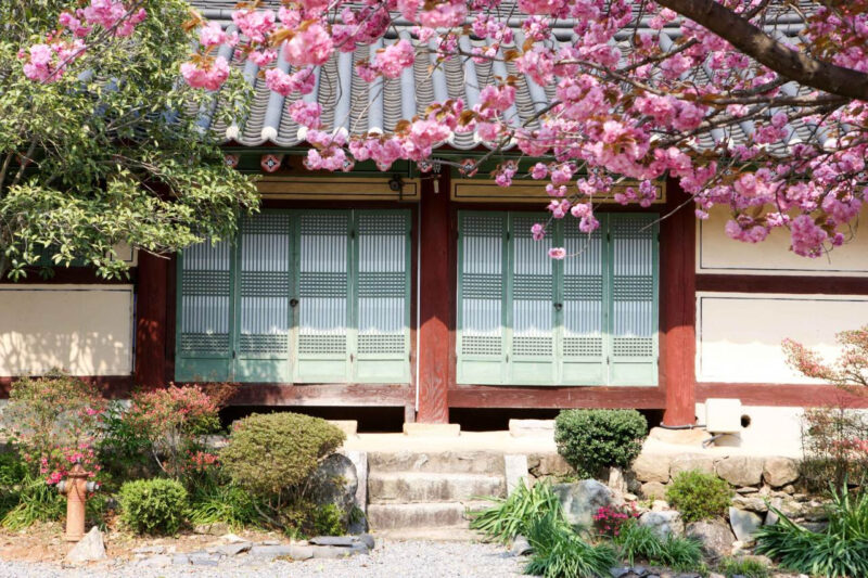 「桜が終わってがっかり…」そんな人に朗報！今が見頃の「八重桜」無料絶景スポットが話題