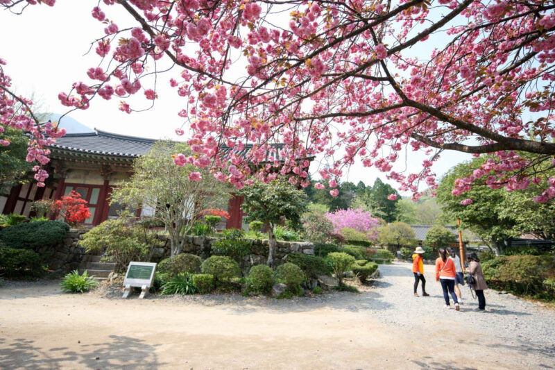 「桜が終わってがっかり…」そんな人に朗報！今が見頃の「八重桜」無料絶景スポットが話題