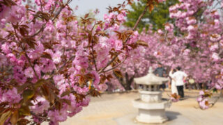 「なぜ今まで知らなかったの？」桜の後に咲き誇る、慶州600年の歴史が刻まれた絶景の花トンネル