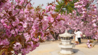 「なぜ今まで知らなかったの？」桜の後に咲き誇る、慶州600年の歴史が刻まれた絶景の花トンネル