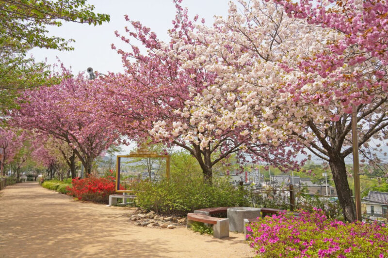 「なぜ今まで知らなかったの？」桜の後に咲き誇る、慶州600年の歴史が刻まれた絶景の花トンネル