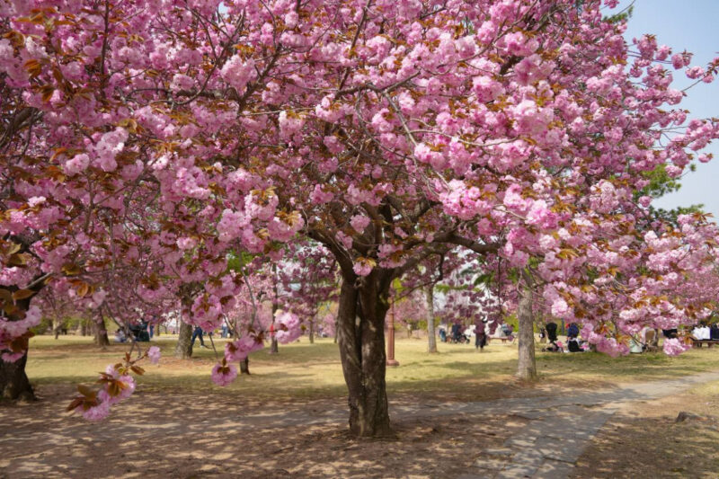 「なぜ今まで知らなかったの？」桜の後に咲き誇る、慶州600年の歴史が刻まれた絶景の花トンネル
