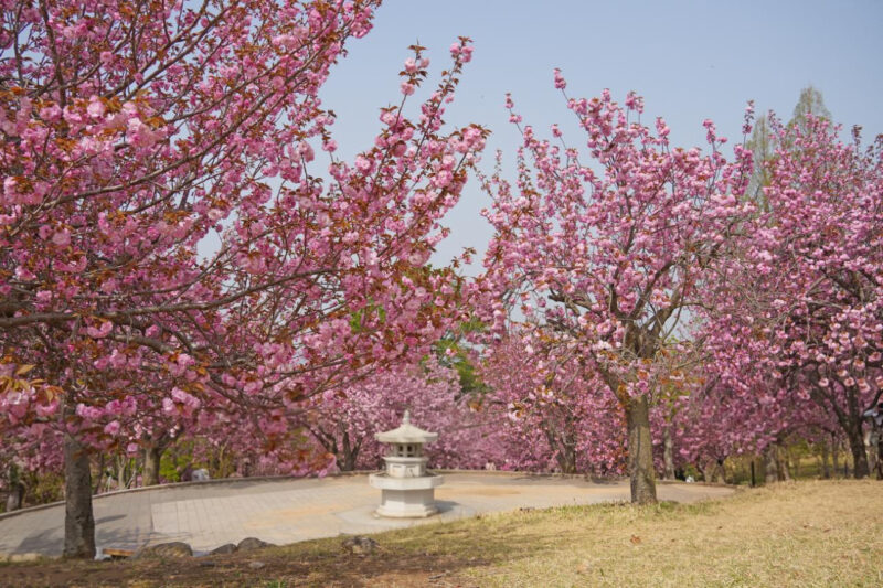 「なぜ今まで知らなかったの？」桜の後に咲き誇る、慶州600年の歴史が刻まれた絶景の花トンネル