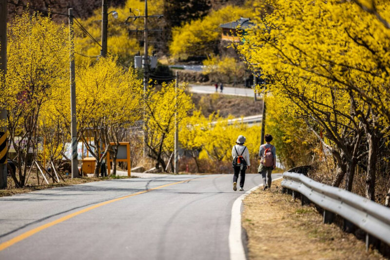 週末どこ行く？全国のおすすめ春のお出かけスポット5選