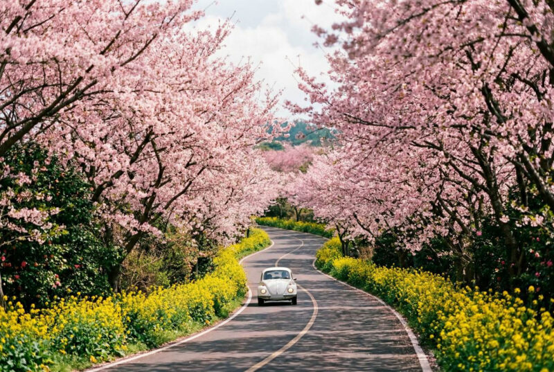 週末どこ行く？全国のおすすめ春のお出かけスポット5選