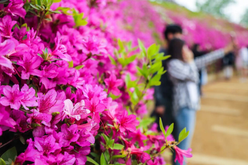 「あと2週間しか見られない」一面をピンクに染める絶景ツツジの名所