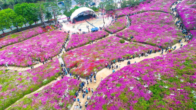 「あと2週間しか見られない」一面をピンクに染める絶景ツツジの名所