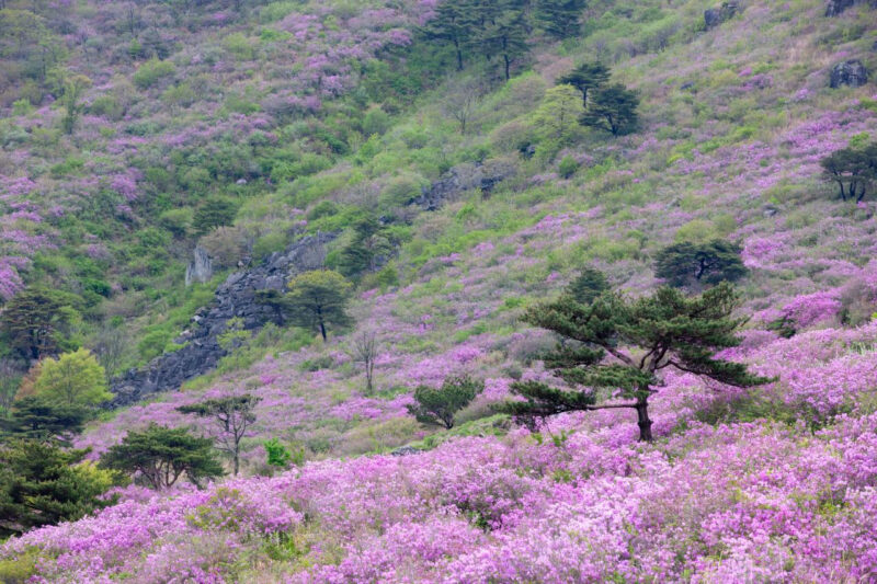 「あと2週間しか見られない」一面をピンクに染める絶景ツツジの名所