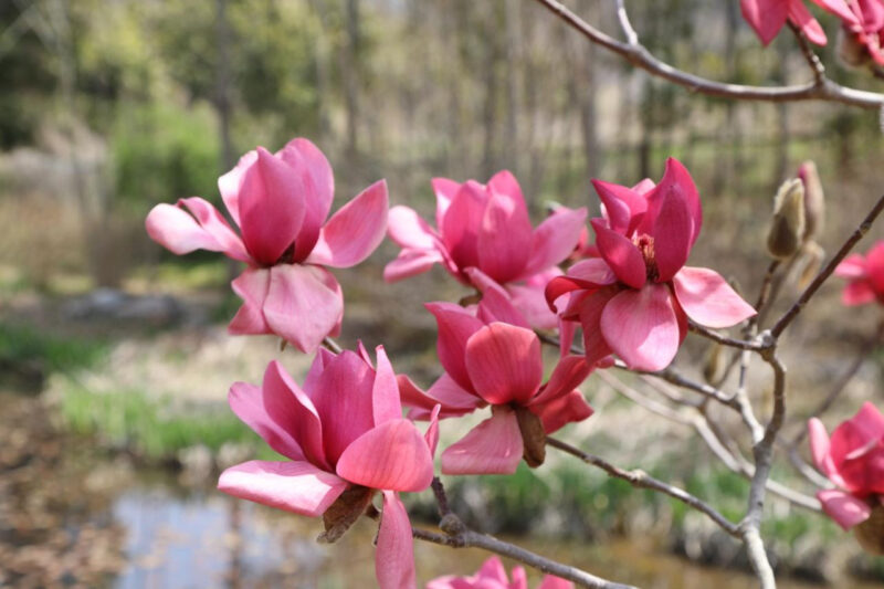 「3年連続選出も納得」絶景の西海と秘密の庭園を巡る、今行くべき植物園の魅力