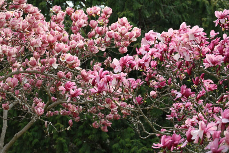「3年連続選出も納得」絶景の西海と秘密の庭園を巡る、今行くべき植物園の魅力
