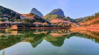 「全国で一番遅い開花、でも一番美しい」2.5km続く圧巻の桜トンネルが話題に