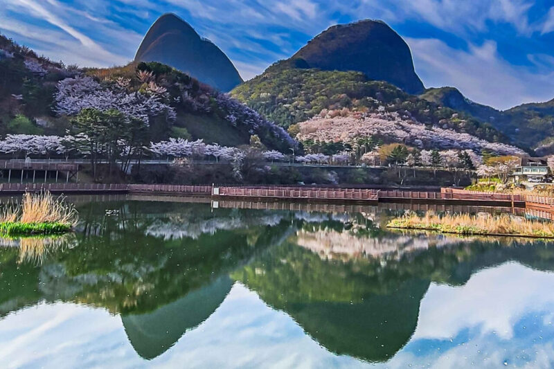 「全国で一番遅い開花、でも一番美しい」2.5km続く圧巻の桜トンネルが話題に