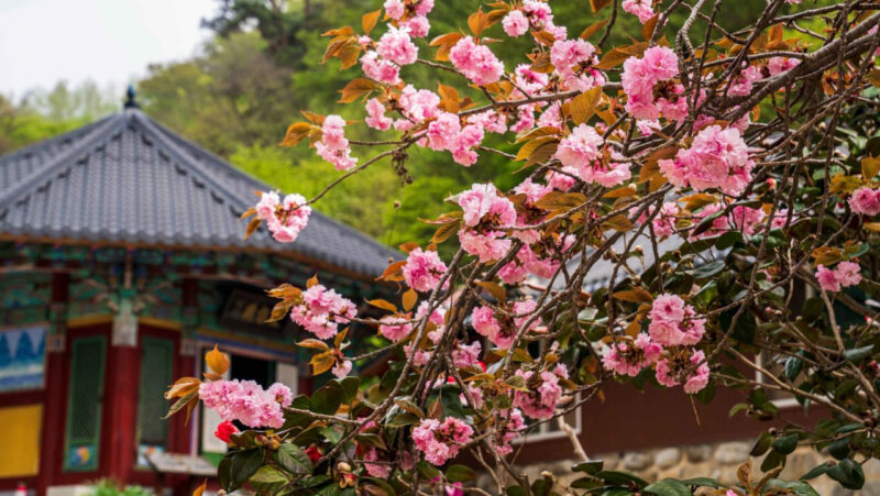 「全国で一番遅い開花、でも一番美しい」2.5km続く圧巻の桜トンネルが話題に
