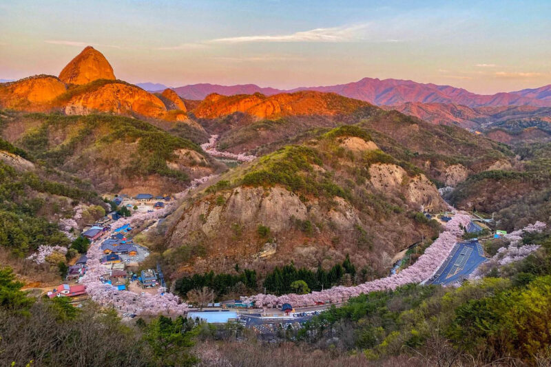 「全国で一番遅い開花、でも一番美しい」2.5km続く圧巻の桜トンネルが話題に