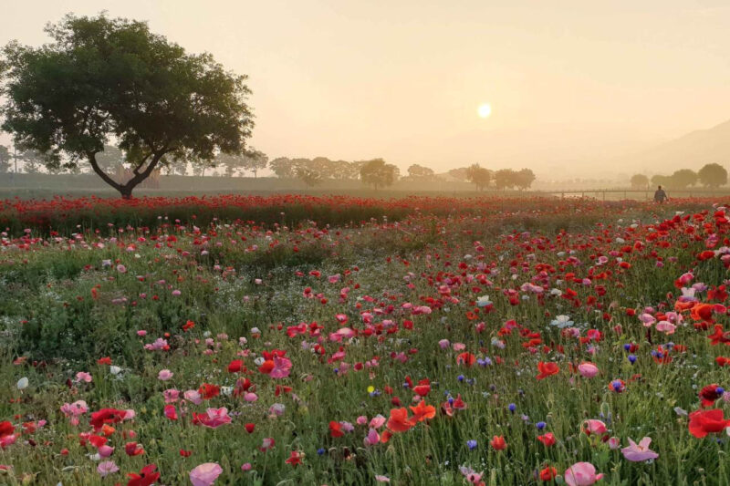 20万㎡の絶景が無料！全羅道のポピー＆ヤグルマギク畑が今、穴場すぎる