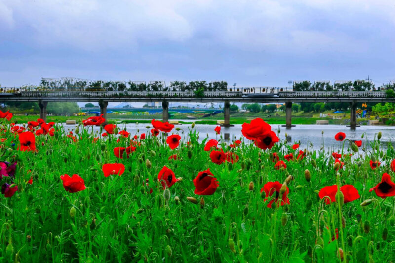 20万㎡の絶景が無料！全羅道のポピー＆ヤグルマギク畑が今、穴場すぎる