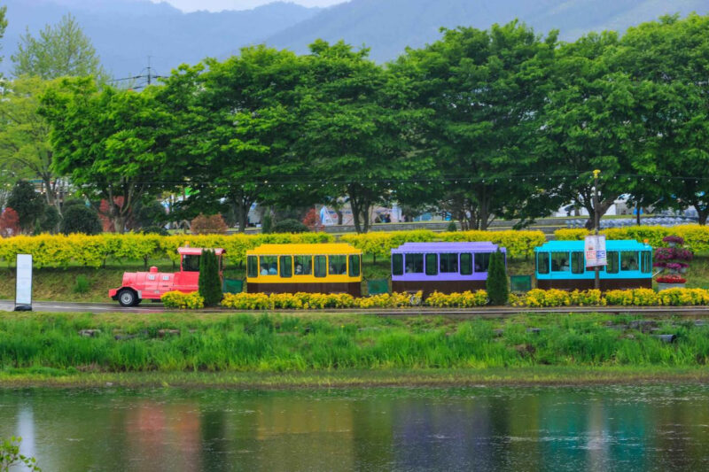 20万㎡の絶景が無料！全羅道のポピー＆ヤグルマギク畑が今、穴場すぎる