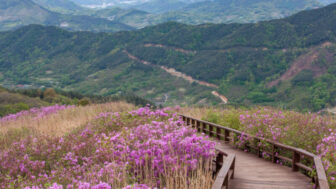 9万坪がピンクに染まる？爽快！慶南（キョンナム）旅行スポット紹介