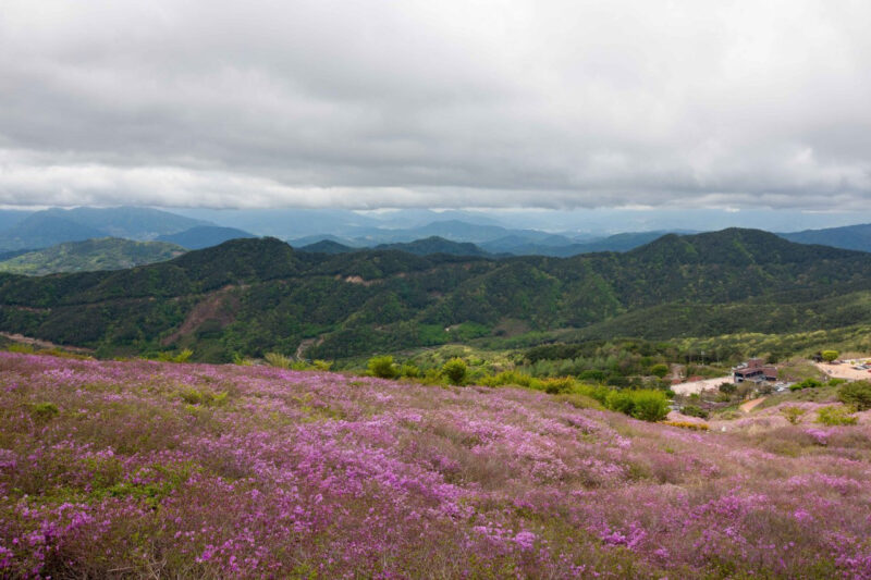9万坪がピンクに染まる？爽快！慶南（キョンナム）旅行スポット紹介