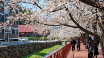 桜散る中、2kmの桜トンネル満開！