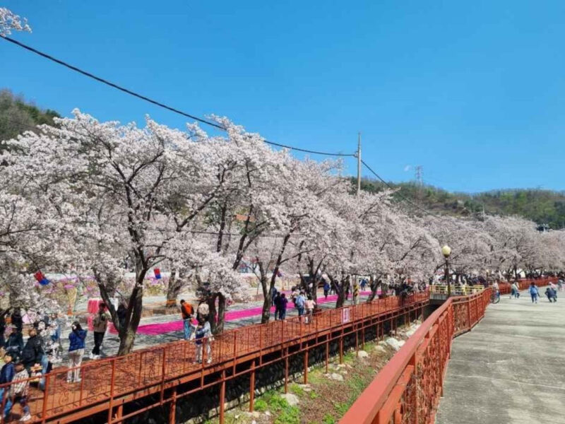 桜散る中、2kmの桜トンネル満開！