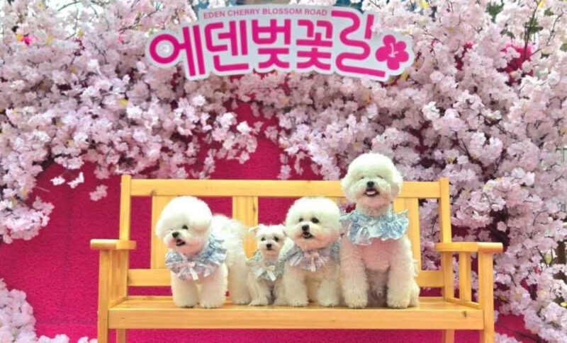 桜散る中、2kmの桜トンネル満開！