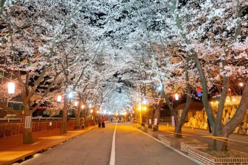 桜散る中、2kmの桜トンネル満開！