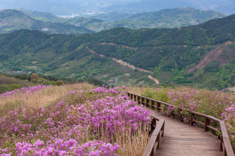 「9万坪の敷地がピンク色に染まるって?」爽快な慶南の旅行スポットおすすめ