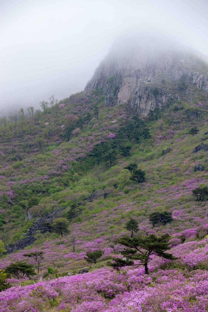 「9万坪の敷地がピンク色に染まるって?」爽快な慶南の旅行スポットおすすめ