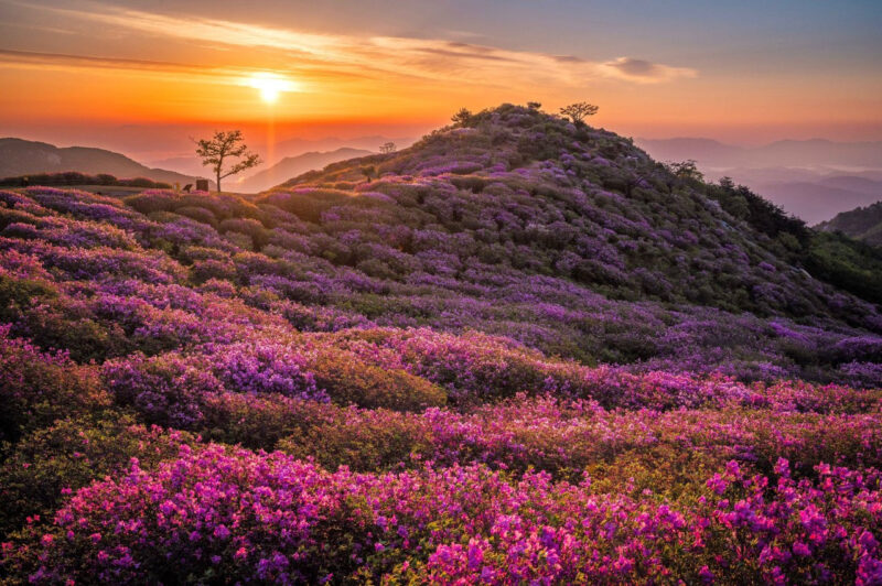 「9万坪の敷地がピンク色に染まるって?」爽快な慶南の旅行スポットおすすめ
