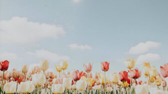 「桜が終わったからと家で過ごすのは損！」今すぐ行くべき絶景の花見スポット5選