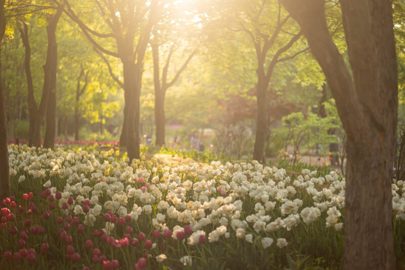 「桜が終わったからと家で過ごすのは損！」今すぐ行くべき絶景の花見スポット5選