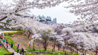 ソウルで春を独り占め！桜・チューリップ・滝まで楽しめる「教えたくない」穴場スポット