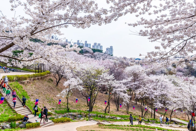 ソウルで春を独り占め！桜・チューリップ・滝まで楽しめる「教えたくない」穴場スポット